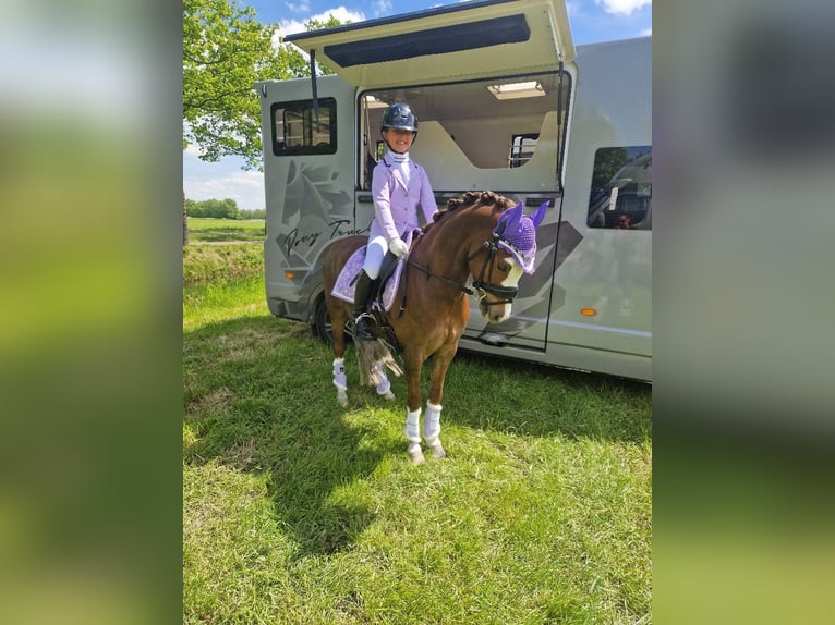 Welsh B Gelding 9 years 12,1 hh Chestnut in Oss