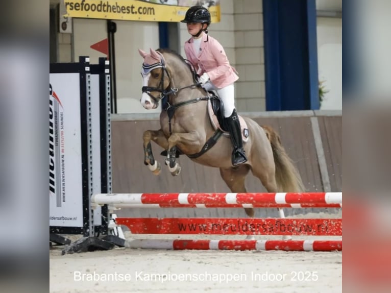 Welsh B Gelding 9 years 12,1 hh Chestnut in Oss