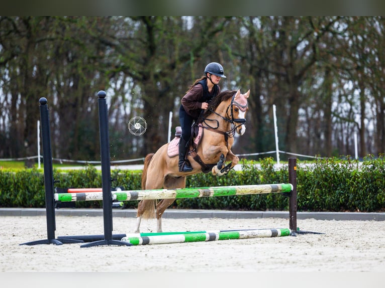 Welsh B Gelding 9 years 12,2 hh Chestnut in Oss