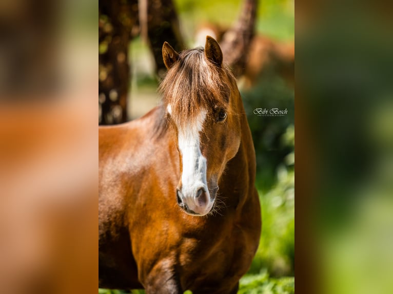 Welsh B Gelding 9 years 12,2 hh Chestnut in Oss