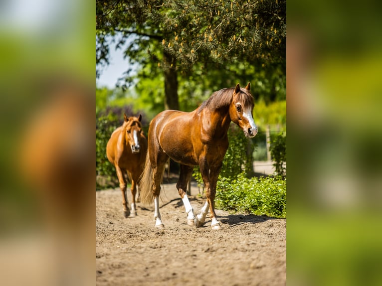Welsh B Gelding 9 years 12,2 hh Chestnut in Oss