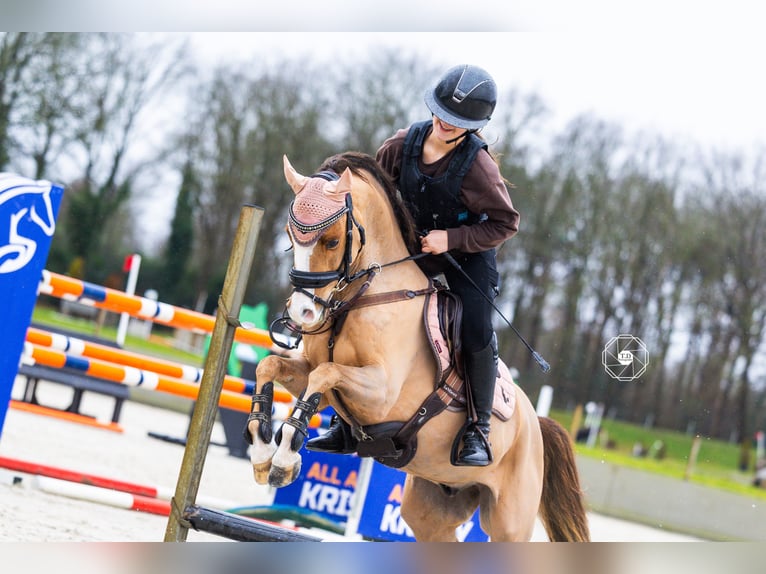 Welsh B Gelding 9 years 12,2 hh Chestnut in Oss