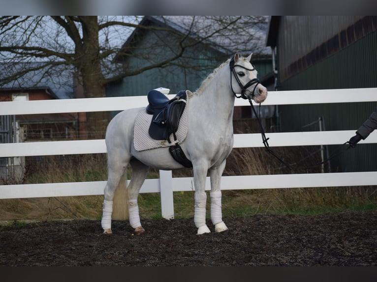 Welsh B Gelding 9 years 12,2 hh Grey in Dätgen