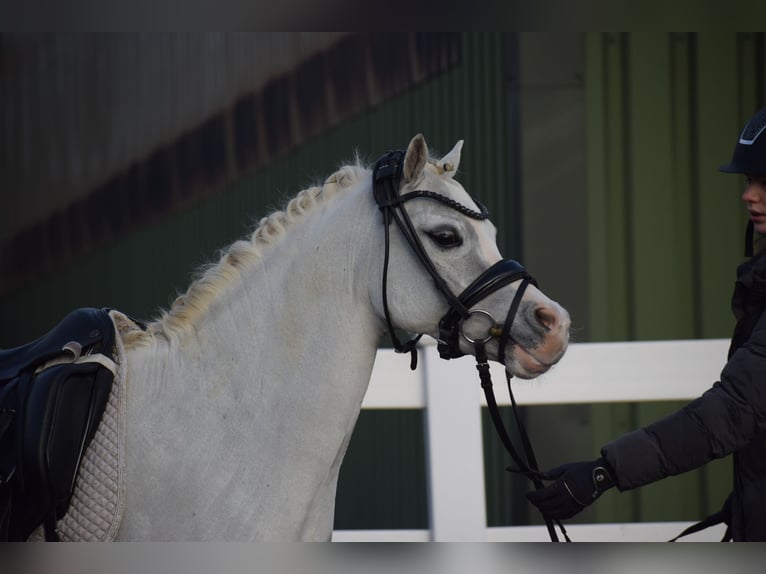 Welsh B Gelding 9 years 12,2 hh Grey in Dätgen