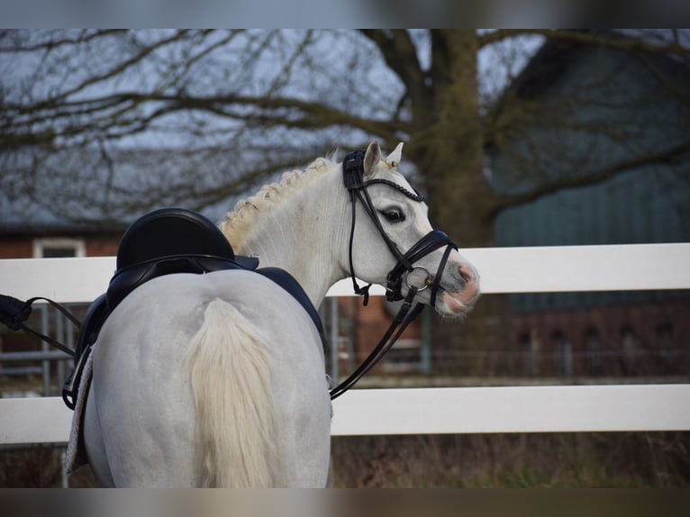 Welsh B Gelding 9 years 12,2 hh Grey in Dätgen