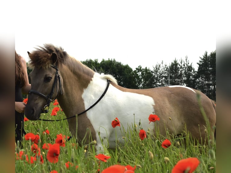 Welsh B Mix Gelding 9 years 12,2 hh Pinto in Łęg Tarnowski