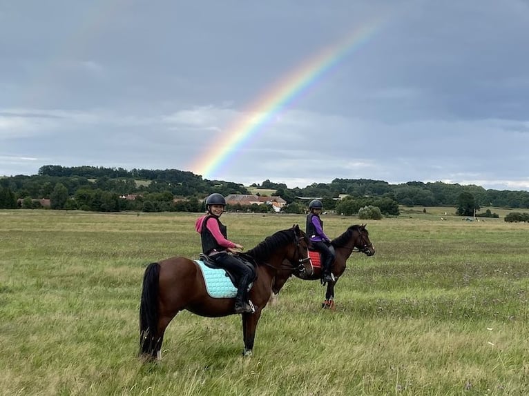 Welsh B Gelding 9 years 13.1 hh Brown in Netolice