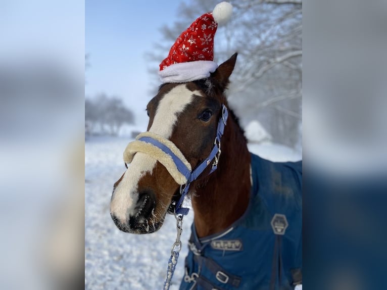 Welsh B Gelding 9 years 13.1 hh Brown in Netolice