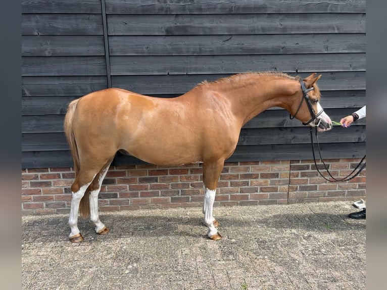 Welsh B Gelding 9 years 13,1 hh Chestnut in Sibculo