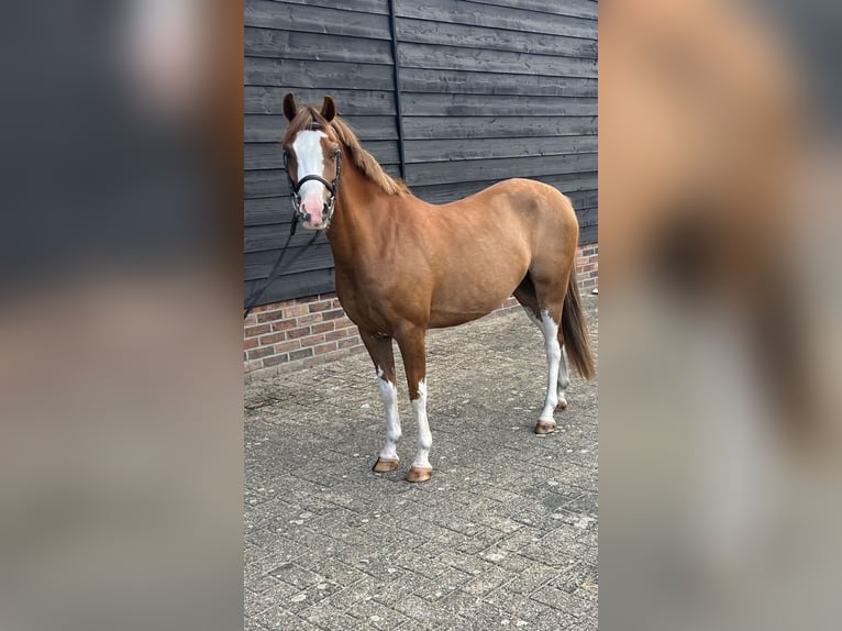 Welsh B Gelding 9 years 13,1 hh Chestnut in Sibculo