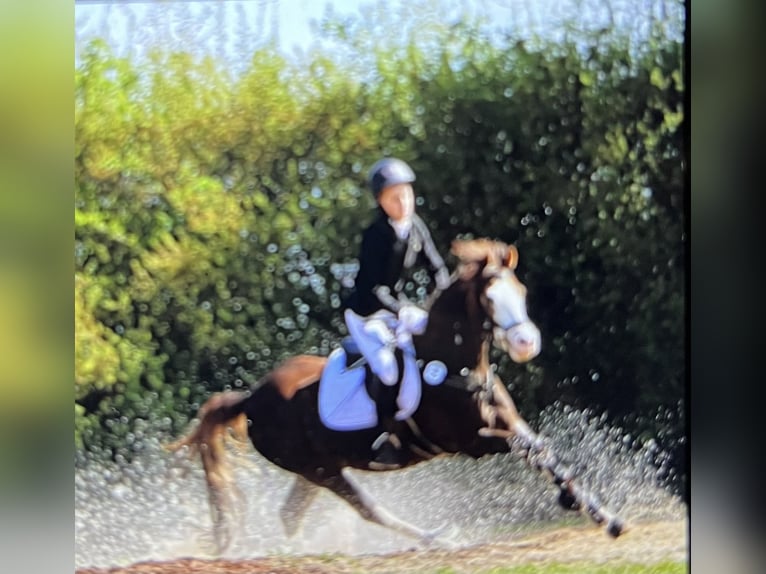 Welsh B Gelding 9 years 13.3 hh Chestnut in LüchowLüchow