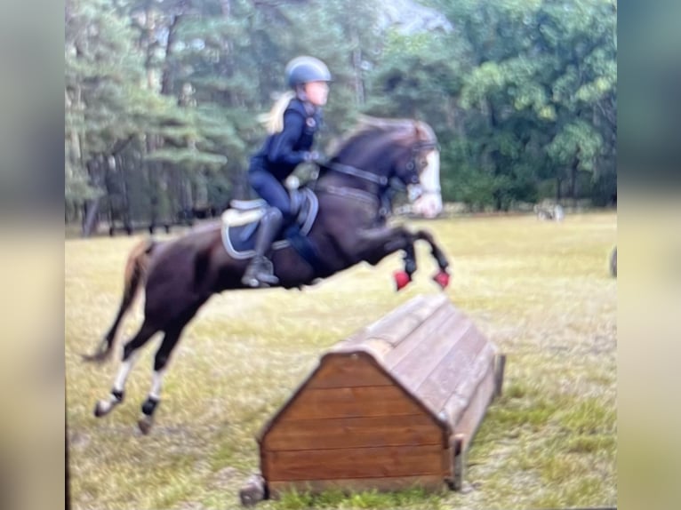 Welsh B Gelding 9 years 13.3 hh Chestnut in LüchowLüchow