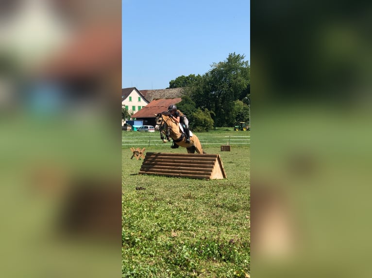 Welsh B Gelding 9 years 13 hh Buckskin in Dietikon