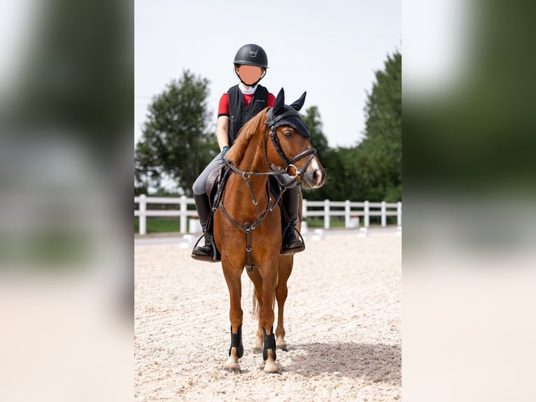 Welsh B Gelding 9 years 13 hh Chestnut-Red in Gilching