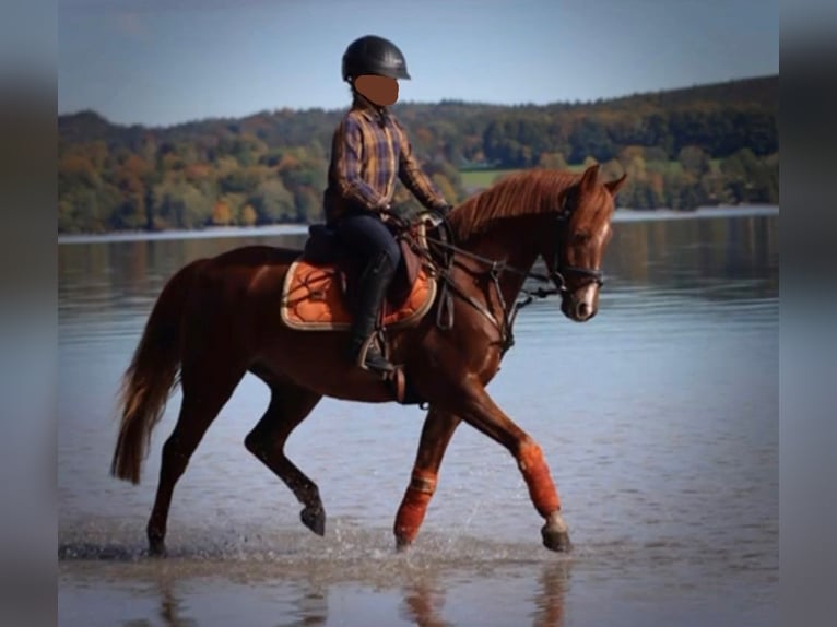 Welsh B Gelding 9 years 13 hh Chestnut-Red in Gilching