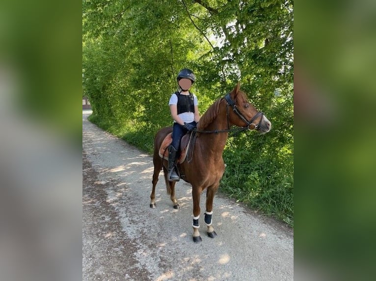 Welsh B Gelding 9 years 13 hh Chestnut-Red in Gilching