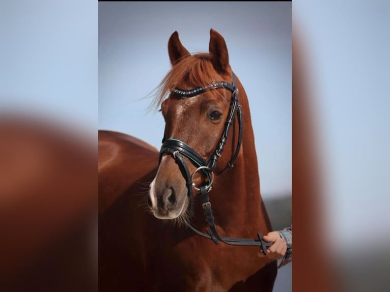 Welsh B Gelding 9 years 13 hh Chestnut-Red in Gilching