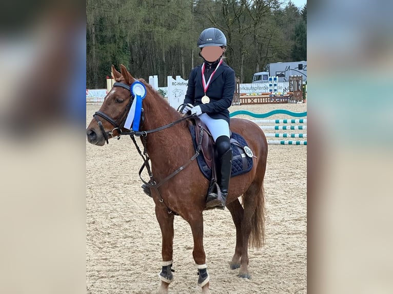 Welsh B Gelding 9 years 13 hh Chestnut-Red in Gilching