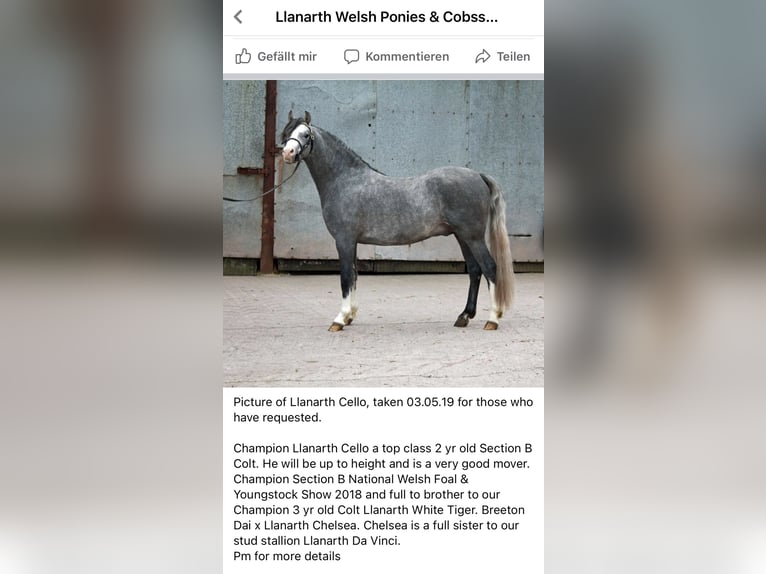 Welsh B Gelding 9 years 13 hh Grey-Dapple in München