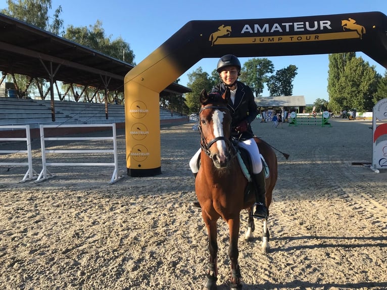 Welsh B Gelding 9 years 13,1 hh Brown in Netolice