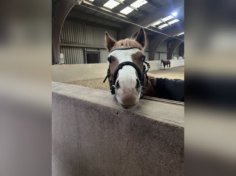 Welsh B Gelding 9 years 13,1 hh Chestnut-Red in Hagen