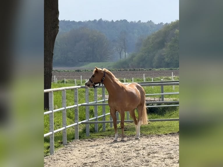 Welsh B Gelding 9 years 13,1 hh Chestnut-Red in Hagen