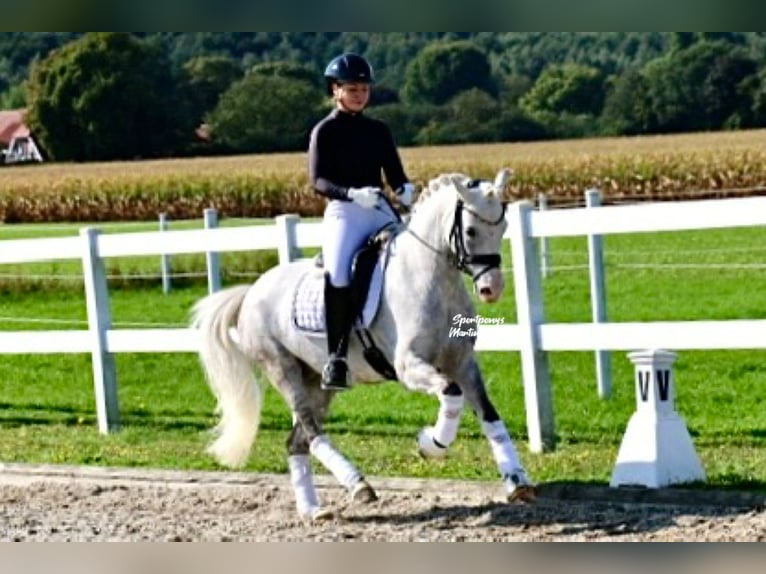 Welsh B Gelding 9 years 13,3 hh Grey in Recke, bei Osnabrück