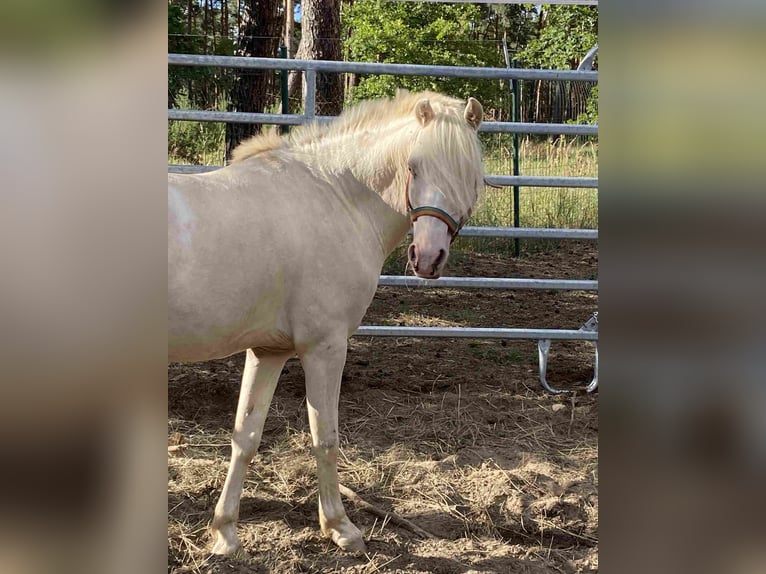 Welsh B Gelding 9 years Cremello in Herzberg