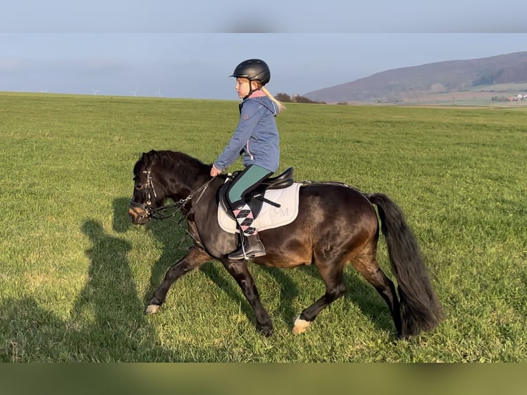 Welsh-B Giumenta 10 Anni 125 cm Baio scuro in Schenklengsfeld