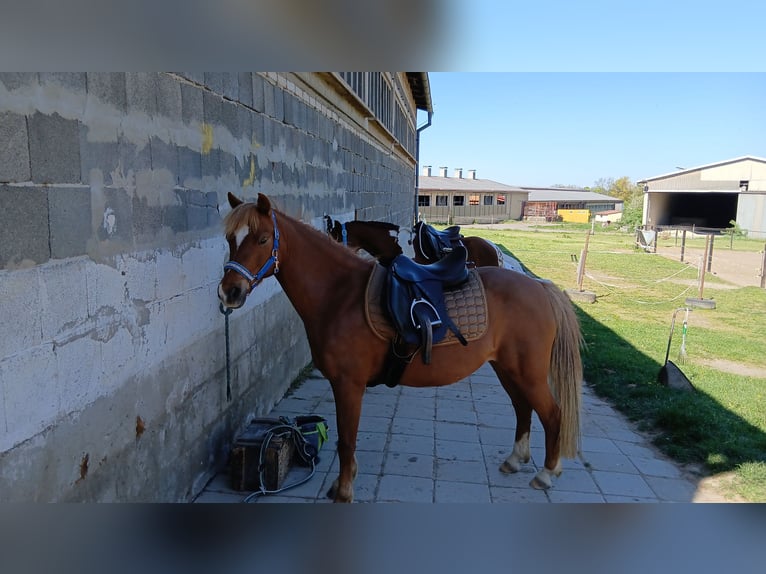 Welsh-B Mix Giumenta 10 Anni 125 cm Sauro in Unterwellenborn