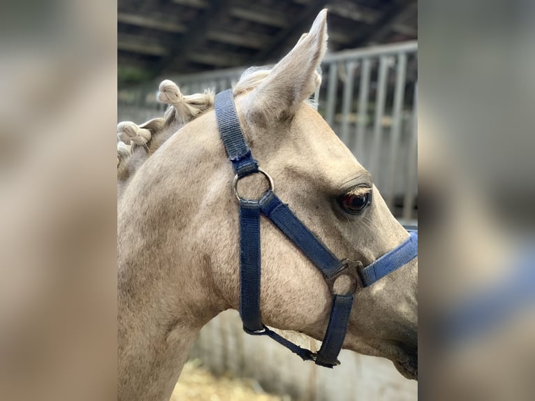 Welsh-B Giumenta 10 Anni 130 cm Palomino in Dörpen