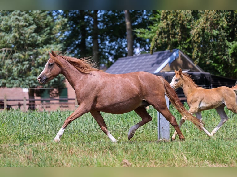 Welsh-B Giumenta 10 Anni 130 cm Sauro in Oldebroek