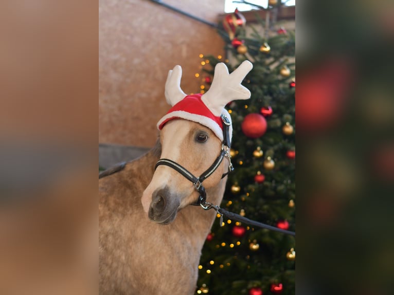 Welsh-B Giumenta 10 Anni 134 cm Palomino in Geilenkirchen