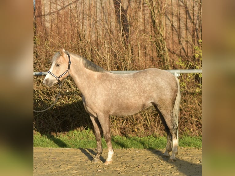 Welsh-B Giumenta 10 Anni 134 cm Palomino in Geilenkirchen