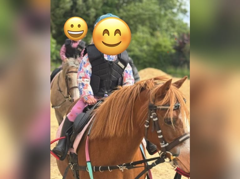 Welsh-B Giumenta 10 Anni 136 cm Palomino in Barver
