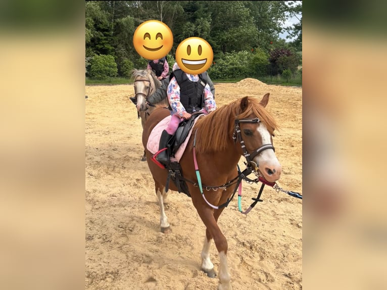 Welsh-B Giumenta 10 Anni 136 cm Palomino in Barver