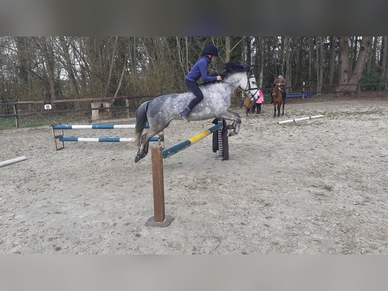 Welsh-B Giumenta 11 Anni 121 cm Grigio pezzato in Ganderkesee