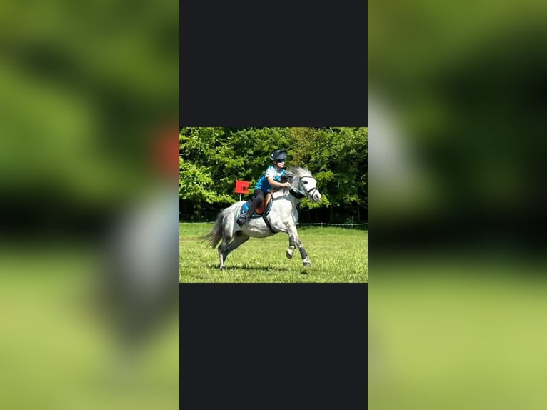 Welsh-B Giumenta 11 Anni 121 cm Grigio pezzato in Ganderkesee