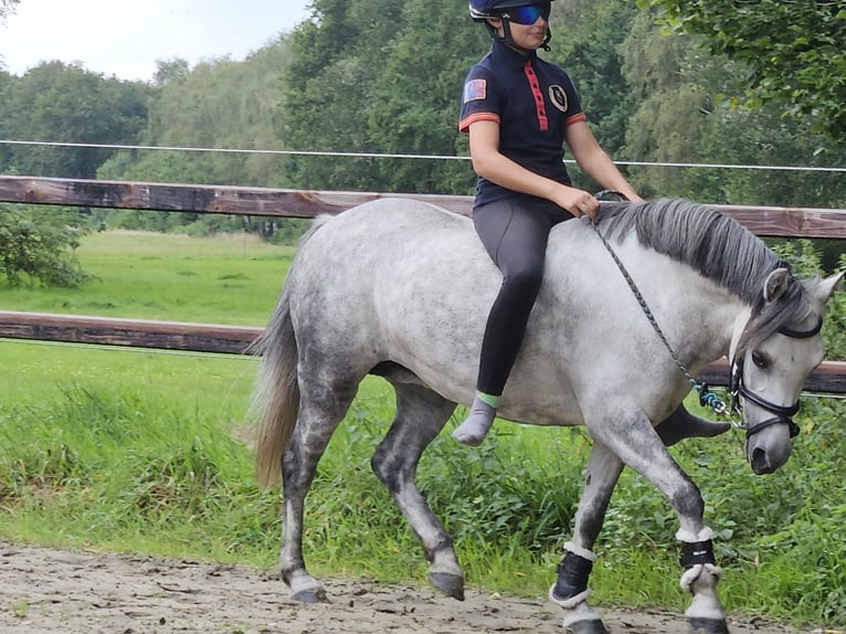 Welsh-B Giumenta 11 Anni 121 cm Grigio pezzato in Ganderkesee