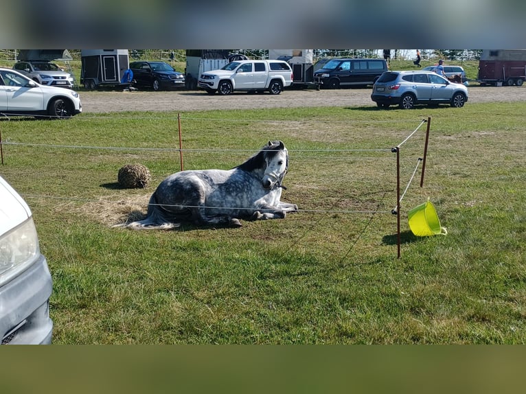 Welsh-B Giumenta 11 Anni 121 cm Grigio pezzato in Ganderkesee