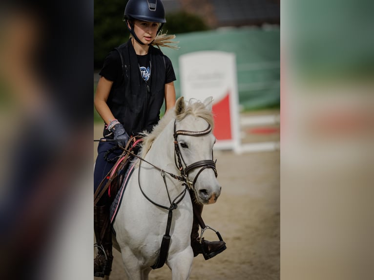 Welsh-B Mix Giumenta 11 Anni 125 cm Grigio in Homberg (Efze)