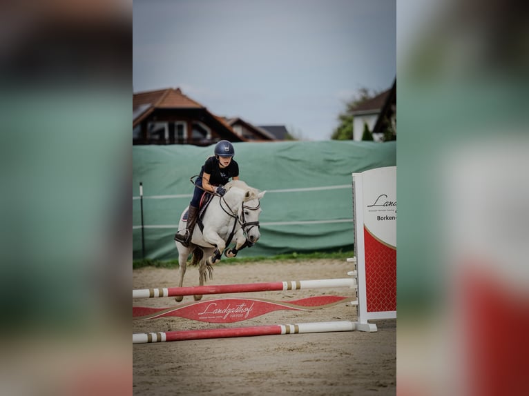 Welsh-B Mix Giumenta 11 Anni 125 cm Grigio in Homberg (Efze)