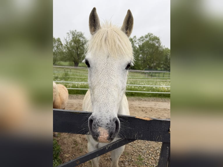 Welsh-B Giumenta 11 Anni 125 cm Grigio in Borken