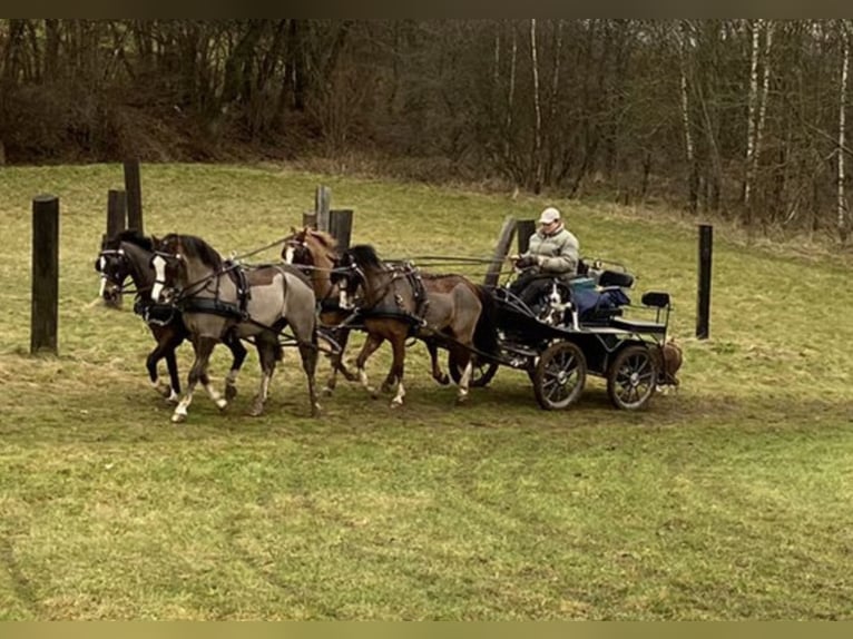 Welsh-B Giumenta 11 Anni 129 cm Sauro scuro in Wilnsdorf