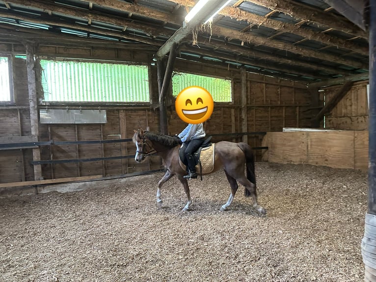 Welsh-B Giumenta 11 Anni 129 cm Sauro scuro in Wilnsdorf