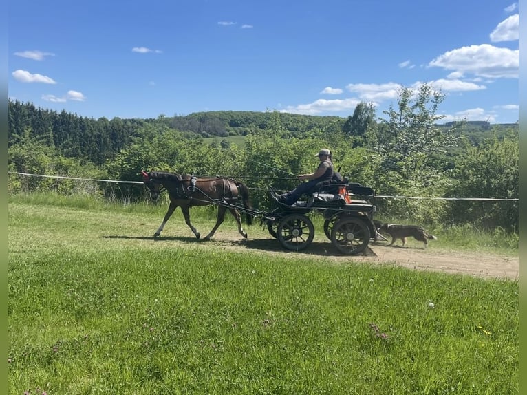 Welsh-B Giumenta 11 Anni 129 cm Sauro scuro in Wilnsdorf