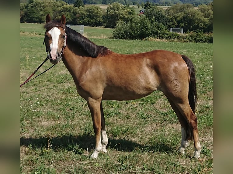 Welsh-B Giumenta 11 Anni 129 cm Sauro scuro in Wilnsdorf