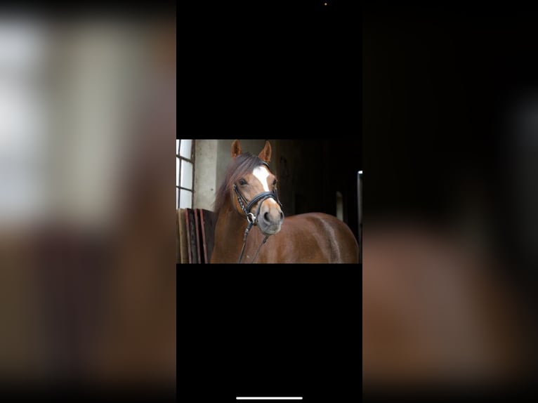 Welsh-B Giumenta 11 Anni 130 cm Sauro scuro in Dortmund