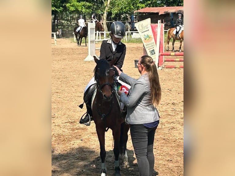 Welsh-B Giumenta 11 Anni 135 cm Baio ciliegia in Dunaharaszti