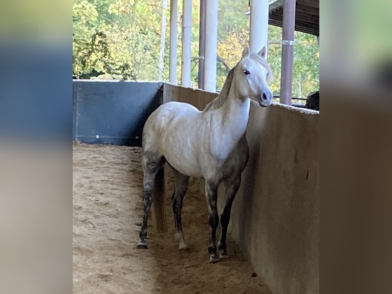 Welsh-B Giumenta 11 Anni Grigio in Gontenschwil